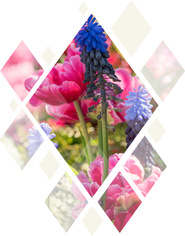 ForrsBlomstTern